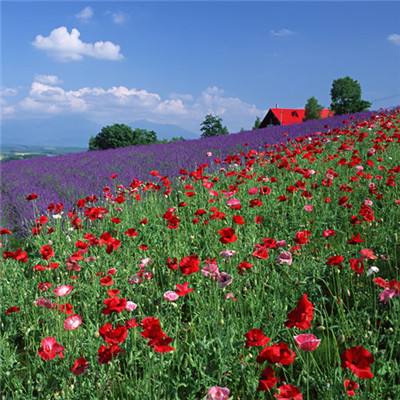 江南全站登录下载手机版